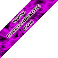 www.cheetahsexotic.com